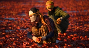 Erciyes'in etekleri kırmızıya boyandı