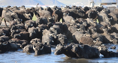 Erciyes'in eteklerinde Afrika'yı andıran görüntüler