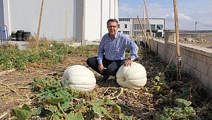 Çiftçilere örnek, dev kabaklar 