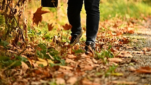Sonbahar'da yeşil ve sarı renklerin cümbüşü göz kamaştırdı