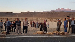 Tır sürüye daldı, 18 hayvan telef oldu