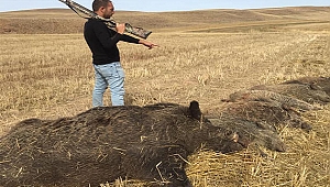 Avcılar, pancar tarlalarına giren 6 domuzu vurdu