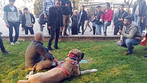  Dev Kangal ilgi odağı oldu