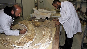 Kayseri'de 2019'da 105 fosil bulundu