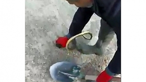 1.5 metrelik yılan ile oyuncak oynar gibi oynadı