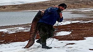 Dev canavarı böyle taşıdı