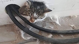 İnşaatta mahsur kalan kediyi itfaiye kurtardı