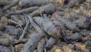 Kayseri’de ilk defa siyah havuç hasadı yapıldı