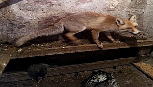  Kümese giren tilki tavukları yedi