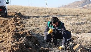 Mahlep dikiliyor, kiraza dönüşüyor