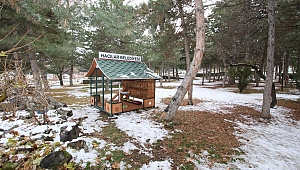 Sokak kedileri için sığınma ve beslenme evi