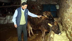 Trafik cezası gelen ineğinin ehliyetini alacak