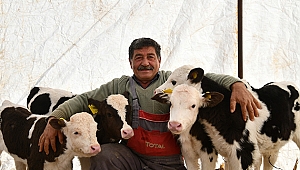 Besicinin Çifte İkiz Buzağı Sevinci