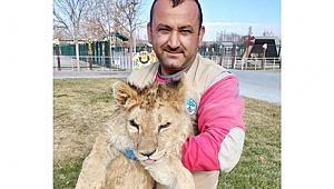 Hayvanat bahçesindeki aslan bakıcısının parmağını kopardı