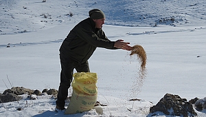 Yaban hayvanlarına yem bırakıldı