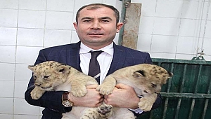 Yavru aslanlara özenle bakılıyor