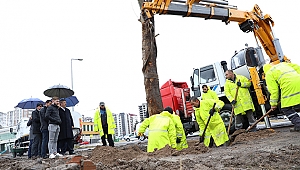 50 yaşındaki ağaç yeniden toprakla buluştu