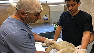 Vücuduna saçma isabet eden köpek kurtarılamadı