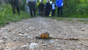 Başkan Büyükkılıç'tan 'Koramaz' çıkarması