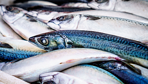 Av sezonu açıldı, tezgahlar balıkla doldu