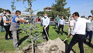 “Fidan değil, ağaç dikiyoruz”