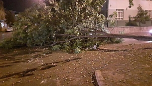 Fırtına ağaç devirdi bina girişi kapandı