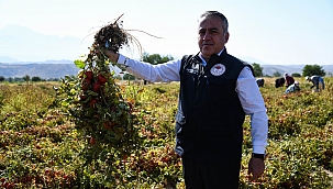 Kayseri’de yetiştirilen salçalık domatesler Türkiye’ye dağılıyor