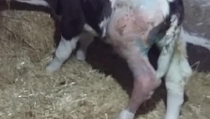 Bacağı kırılan buzağıya platin takıldı 