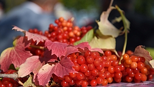 Coğrafi İşaretli, Böbrek Dostu Gilaburunun Hasadı Yapıldı