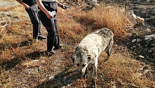 İtfaiyeden 4 saatlik köpek kurtarma çalışması