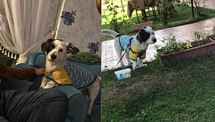 Kayıp olan Ahap’ı bulana ödül verilecek