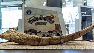 Kayseri'de 2 yılda 400'den fazla fosil gün yüzüne çıkarıldı