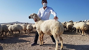 Müdürlüğü bıraktı, çiftçi desteğiyle sürü sahibi oldu
