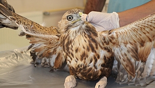 'Şahinlerin, sayılarının azaltılması doğadaki dengenin bozulmasına sebep olur'