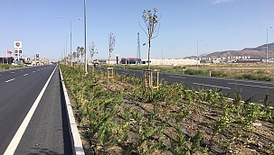 Şehrin batı girişine 62 bin fidan dikildi