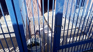 Tehlikeli ırk köpek besleyen 3 kişiye 38 bin TL para cezası