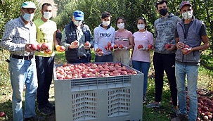 Yahyalı'da elma hasadı başladı