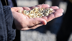 Ata tohumu Gacer binlerce yıl sonra yeniden toprakla buluşuyor