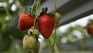 Kayseri Çilek Üretiminde zirveyi hedefliyor
