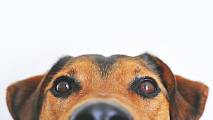 Kayseri'de köpek hırsızlığı iddiasına 5 yıl hapis