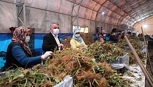 Türkiye'nin çilek fidesi Kayseri'den