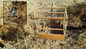 Yasa dışı Saka avcılarına suçüstü