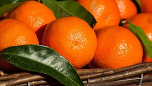 Zam şampiyonu mandalina