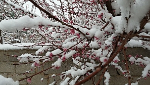 Nisan karı kayısı ve şeftali ağaçlarını vurdu