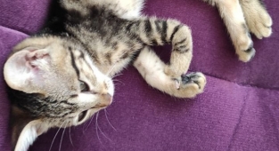 Ayağı kırık olarak bulunan yavru kedi yardım bekliyor