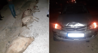 Otomobilin çarptığı 8 koyun telef oldu