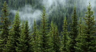 Kayseri'de ormanlık alanlarda ateş yakma yasağı uzatıldı