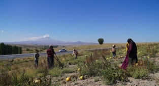Erciyes'in eteklerinde kabak çekirdeği hasadı