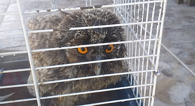 Yaralı kuşlar tedavi ediliyor