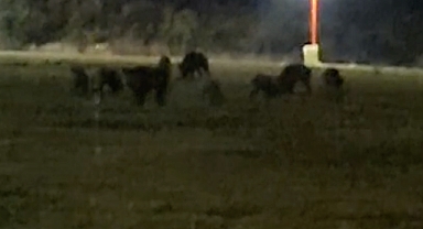 Ali Dağ 360 Cafe Çevresinde Domuzlar Görüldü!